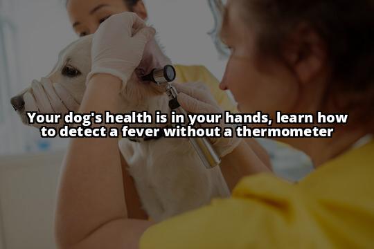 5 Signs Your Dog has a Fever (Without Using a Thermometer) Don't have a thermometer? No problem! Learn how to tell if your dog has a fever with these 5 signs. Keep your furry friend healthy and happy!