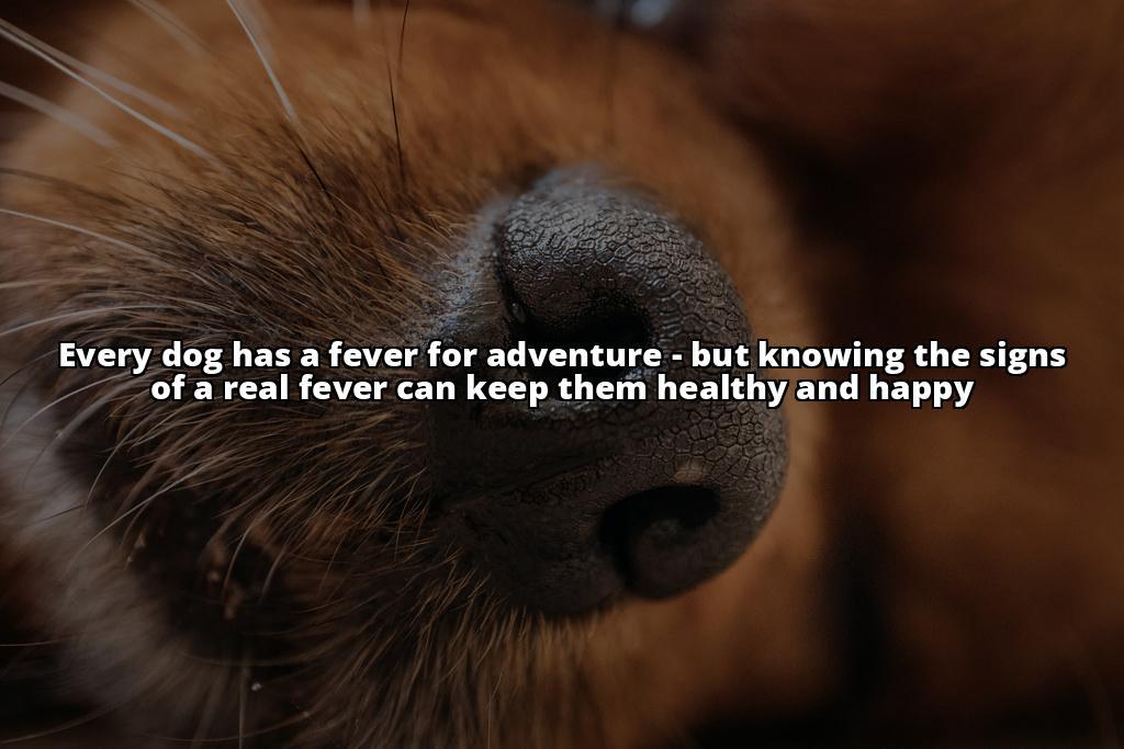 5 Signs Your Dog has a Fever (Without Using a Thermometer) Don't have a thermometer? No problem! Learn how to tell if your dog has a fever with these 5 signs. Keep your furry friend healthy and happy! 5 Signs Your Dog has a Fever (Without Using a Thermometer) Don't have a thermometer? No problem! Learn how to tell if your dog has a fever with these 5 signs. Keep your furry friend healthy and happy!
