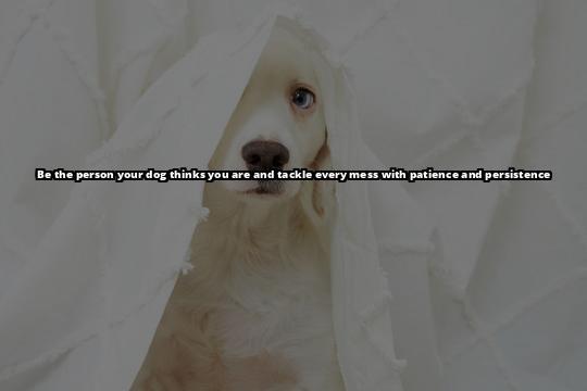 A Quick Guide to Removing Dog Poop Stains from Your Carpet Removing Dog Poop Stains from Your Carpet: A Step-by-Step Guide A Quick Guide to Removing Dog Poop Stains from Your Carpet Removing Dog Poop Stains from Your Carpet: A Step-by-Step Guide