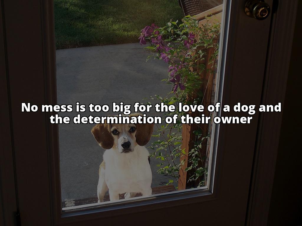 A Quick Guide to Removing Dog Poop Stains from Your Carpet Removing Dog Poop Stains from Your Carpet: A Step-by-Step Guide A Quick Guide to Removing Dog Poop Stains from Your Carpet Removing Dog Poop Stains from Your Carpet: A Step-by-Step Guide