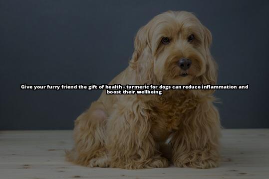 Can Dogs Have Turmeric? A Complete Guide to the Health Benefits Discover the amazing benefits of turmeric for your dog's health and wellbeing. Learn how to safely administer turmeric and enhance your furry buddy's quality of life Can Dogs Have Turmeric? A Complete Guide to the Health Benefits Discover the amazing benefits of turmeric for your dog's health and wellbeing. Learn how to safely administer turmeric and enhance your furry buddy's quality of life