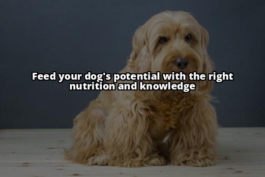 Discover the Truth: Is Blue Buffalo Good Dog Food for Your Furry Friend? Wondering about Blue Buffalo dog food? Read our review and find out if it's the best choice for your dog's health. Order now and get a discount! Discover the Truth: Is Blue Buffalo Good Dog Food for Your Furry Friend? Wondering about Blue Buffalo dog food? Read our review and find out if it's the best choice for your dog's health. Order now and get a discount!