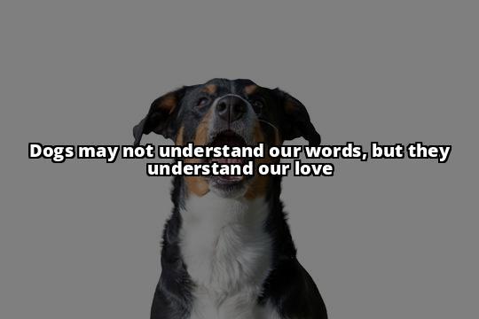 Do Dogs Actually Enjoy Kisses? Here's What Science Says Wondering if your furry friend likes kisses? This article delves into the science behind dog behavior, discussing if dogs enjoy kisses and why Do Dogs Actually Enjoy Kisses? Here's What Science Says Wondering if your furry friend likes kisses? This article delves into the science behind dog behavior, discussing if dogs enjoy kisses and why