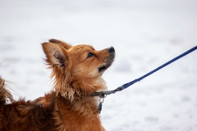 Dog Puppy - a dog with a leash on a snowy day
