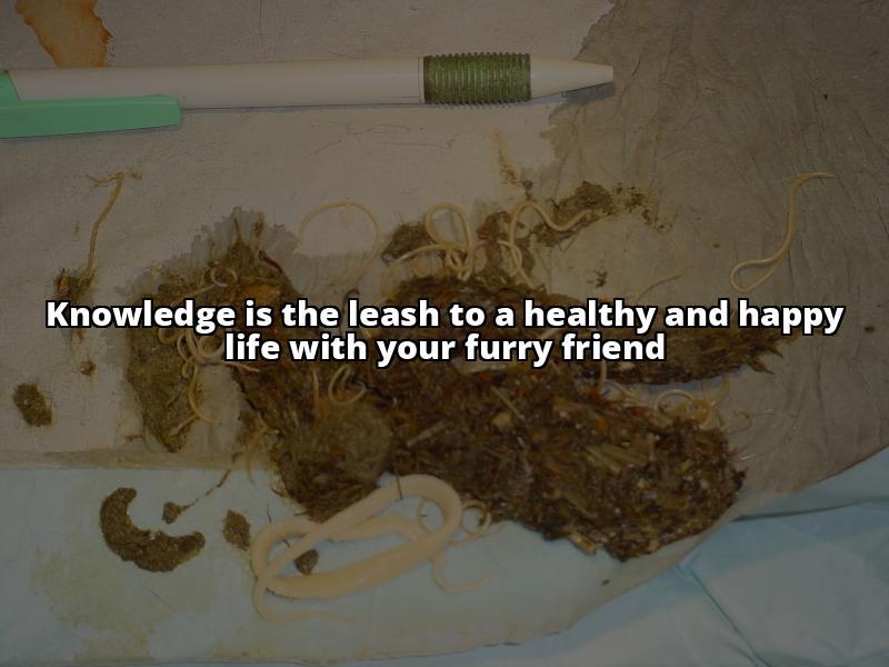 Dog-Related Parasites: How to Avoid Worm Infestations in Humans The Truth About Worms in Dogs and Humans: Prevention and Treatment Options Dog-Related Parasites: How to Avoid Worm Infestations in Humans The Truth About Worms in Dogs and Humans: Prevention and Treatment Options