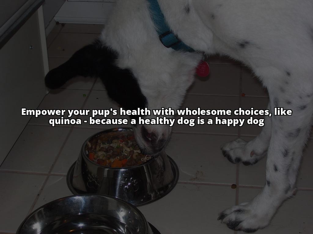 Fido-Friendly Superfood: How Quinoa Can Boost Your Dog's Health The Benefits of Quinoa for Dogs: Boost Your Dog's Health with This Superfood Fido-Friendly Superfood: How Quinoa Can Boost Your Dog's Health The Benefits of Quinoa for Dogs: Boost Your Dog's Health with This Superfood