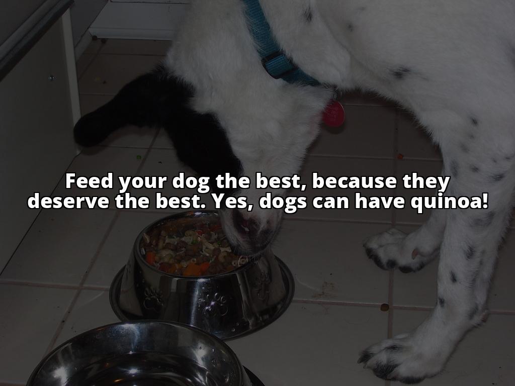 Fido-Friendly Superfood: How Quinoa Can Boost Your Dog's Health The Benefits of Quinoa for Dogs: Boost Your Dog's Health with This Superfood Fido-Friendly Superfood: How Quinoa Can Boost Your Dog's Health The Benefits of Quinoa for Dogs: Boost Your Dog's Health with This Superfood