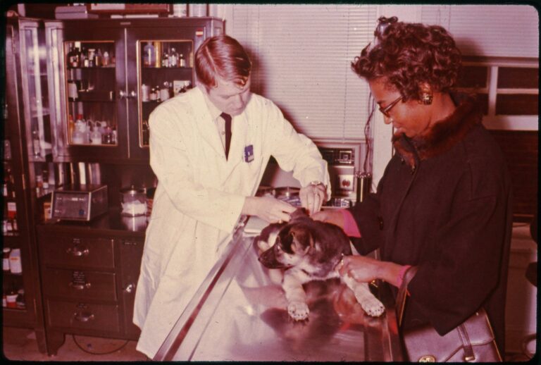 File:Examining a dog (WRAMC DPW 09-3663-1), National Museum of Health and Medicine (5178772036).jpg
