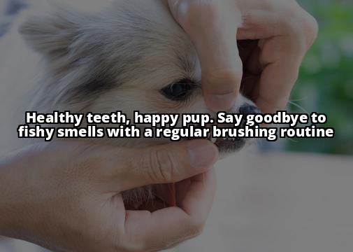 How to Get Rid of Fishy Smell from Your Dog - A Comprehensive Guide Get Rid of Your Dog's Fishy Smell for Good - Our Comprehensive Guide Will Show You How - Take Action Now! How to Get Rid of Fishy Smell from Your Dog - A Comprehensive Guide Get Rid of Your Dog's Fishy Smell for Good - Our Comprehensive Guide Will Show You How - Take Action Now!