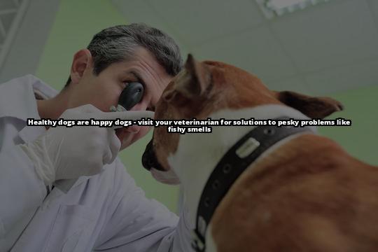 How to Get Rid of Fishy Smell from Your Dog - A Comprehensive Guide Get Rid of Your Dog's Fishy Smell for Good - Our Comprehensive Guide Will Show You How - Take Action Now! How to Get Rid of Fishy Smell from Your Dog - A Comprehensive Guide Get Rid of Your Dog's Fishy Smell for Good - Our Comprehensive Guide Will Show You How - Take Action Now!
