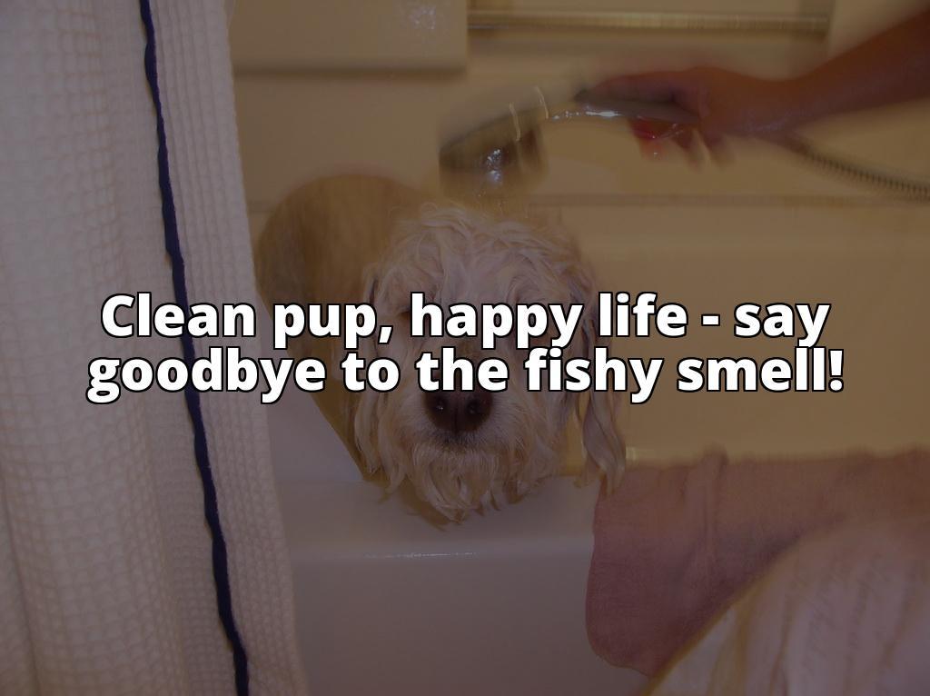 How to Get Rid of Fishy Smell from Your Dog - A Comprehensive Guide Get Rid of Your Dog's Fishy Smell for Good - Our Comprehensive Guide Will Show You How - Take Action Now! How to Get Rid of Fishy Smell from Your Dog - A Comprehensive Guide Get Rid of Your Dog's Fishy Smell for Good - Our Comprehensive Guide Will Show You How - Take Action Now!