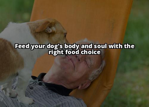 Is Pedigree Dog Food Safe and Nutritious for Your Furry Friend? Uncover the Pros and Cons of Pedigree Dog Food. Learn More Here! Is Pedigree Dog Food Safe and Nutritious for Your Furry Friend? Uncover the Pros and Cons of Pedigree Dog Food. Learn More Here!