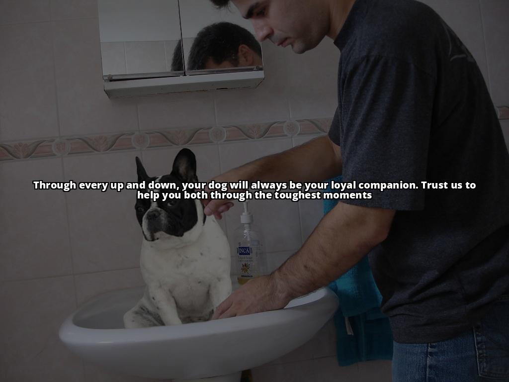 Safely Inducing Vomiting in Dogs: A Step-by-Step Guide Don't panic, learn how to make your dog throw up safely and effectively at home. Read our guide and have a plan in place for emergencies Safely Inducing Vomiting in Dogs: A Step-by-Step Guide Don't panic, learn how to make your dog throw up safely and effectively at home. Read our guide and have a plan in place for emergencies