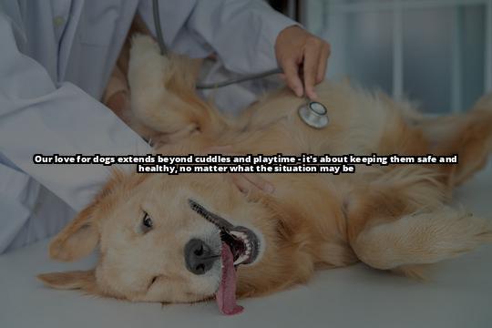 Safely Inducing Vomiting in Dogs: A Step-by-Step Guide Don't panic, learn how to make your dog throw up safely and effectively at home. Read our guide and have a plan in place for emergencies Safely Inducing Vomiting in Dogs: A Step-by-Step Guide Don't panic, learn how to make your dog throw up safely and effectively at home. Read our guide and have a plan in place for emergencies