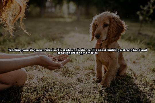 Shake It Up: A Step-by-Step Guide to Teaching Your Dog to Shake Hands How to Train Your Dog to Shake Hands: A Step-by-Step Guide Shake It Up: A Step-by-Step Guide to Teaching Your Dog to Shake Hands How to Train Your Dog to Shake Hands: A Step-by-Step Guide