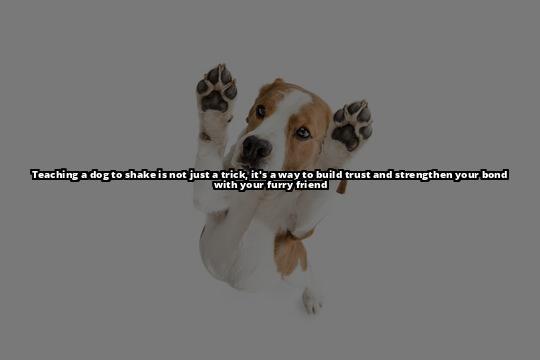 Shake It Up: A Step-by-Step Guide to Teaching Your Dog to Shake Hands How to Train Your Dog to Shake Hands: A Step-by-Step Guide Shake It Up: A Step-by-Step Guide to Teaching Your Dog to Shake Hands How to Train Your Dog to Shake Hands: A Step-by-Step Guide
