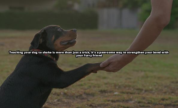 Shake It Up: A Step-by-Step Guide to Teaching Your Dog to Shake Hands How to Train Your Dog to Shake Hands: A Step-by-Step Guide