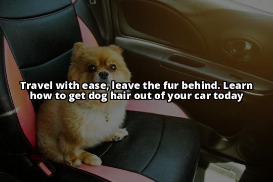 The Best Way to Get Dog Hair Out of Your Car: A Complete Guide The Ultimate Guide to Removing Dog Hair from Your Car The Best Way to Get Dog Hair Out of Your Car: A Complete Guide The Ultimate Guide to Removing Dog Hair from Your Car