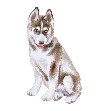 The Comprehensive Guide to Dog Nipples: Anatomy, Issues, and Importance of Checking Wondering how many nipples your dog has? Our comprehensive guide covers everything from anatomy to common issues. Click to learn more! The Comprehensive Guide to Dog Nipples: Anatomy, Issues, and Importance of Checking Wondering how many nipples your dog has? Our comprehensive guide covers everything from anatomy to common issues. Click to learn more!