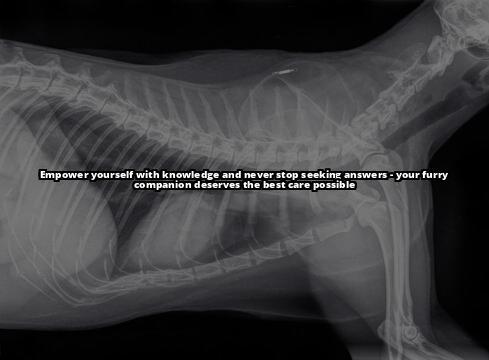 The Comprehensive Guide to Dog Nipples: Anatomy, Issues, and Importance of Checking Wondering how many nipples your dog has? Our comprehensive guide covers everything from anatomy to common issues. Click to learn more! The Comprehensive Guide to Dog Nipples: Anatomy, Issues, and Importance of Checking Wondering how many nipples your dog has? Our comprehensive guide covers everything from anatomy to common issues. Click to learn more!