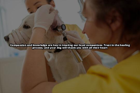 The Ultimate Guide on How to Clean a Dog Wound Safely Keep your dog's wound clean and prevent infections with our complete guide on how to clean a dog wound safely