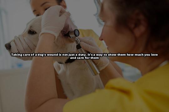 The Ultimate Guide on How to Clean a Dog Wound Safely Keep your dog's wound clean and prevent infections with our complete guide on how to clean a dog wound safely The Ultimate Guide on How to Clean a Dog Wound Safely Keep your dog's wound clean and prevent infections with our complete guide on how to clean a dog wound safely