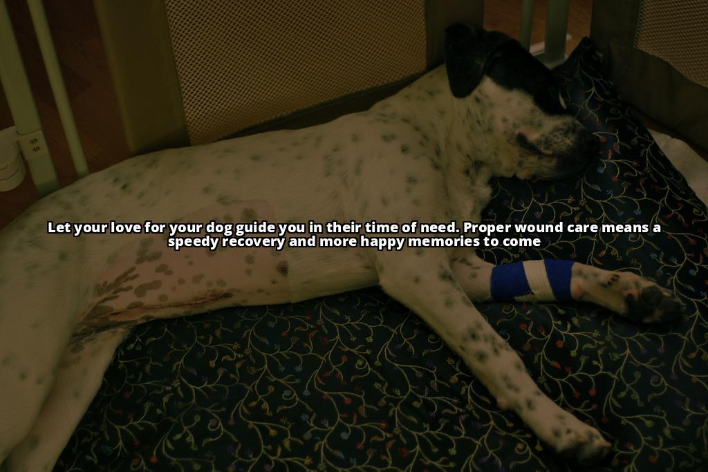 The Ultimate Guide on How to Clean a Dog Wound Safely Keep your dog's wound clean and prevent infections with our complete guide on how to clean a dog wound safely The Ultimate Guide on How to Clean a Dog Wound Safely Keep your dog's wound clean and prevent infections with our complete guide on how to clean a dog wound safely