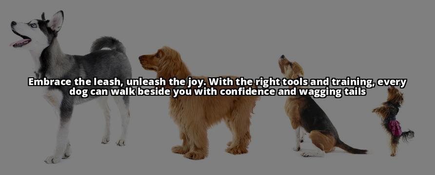 The Ultimate Guide to Walking Your Dog on a Leash: Start Here Introducing the Leash to Your Dog: Tips to Get Them Comfortable and Confident The Ultimate Guide to Walking Your Dog on a Leash: Start Here Introducing the Leash to Your Dog: Tips to Get Them Comfortable and Confident
