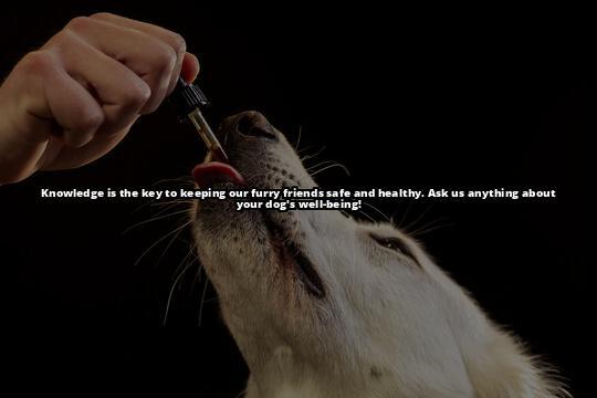 What Every Dog Owner Needs to Know About Giving Rosemary to Dogs Is rosemary safe for dogs? Find out everything you need to know, including safe amounts and potential side effects What Every Dog Owner Needs to Know About Giving Rosemary to Dogs Is rosemary safe for dogs? Find out everything you need to know, including safe amounts and potential side effects