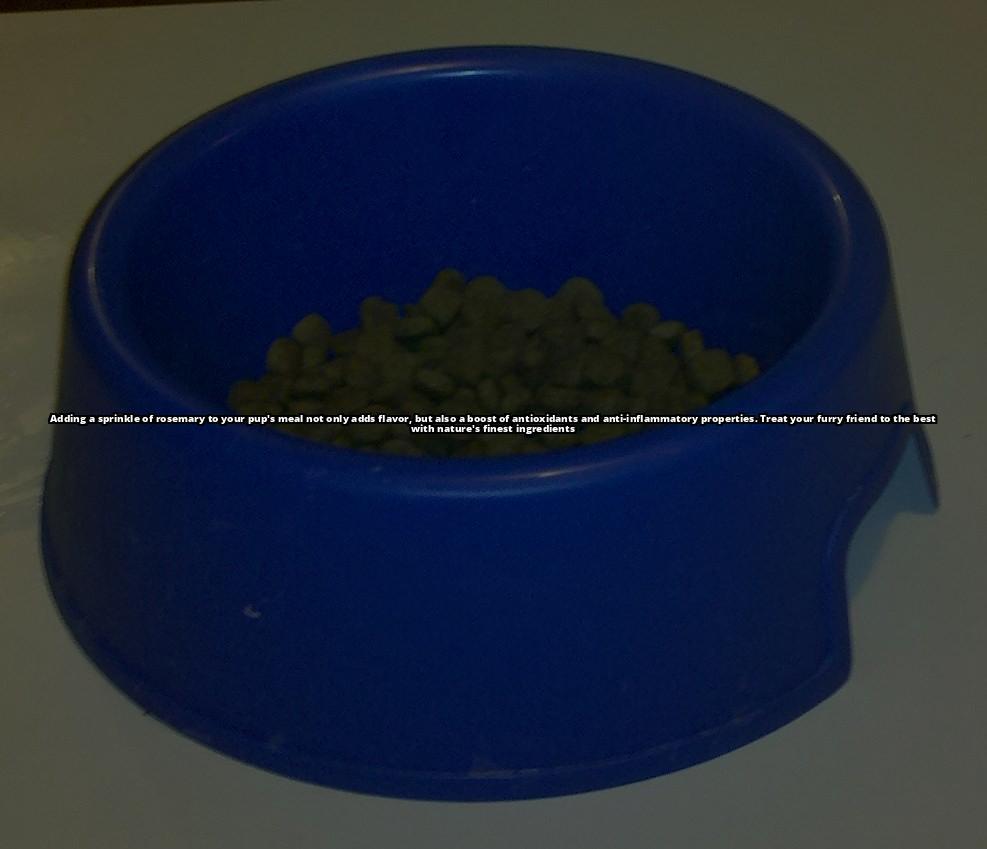 What Every Dog Owner Needs to Know About Giving Rosemary to Dogs Is rosemary safe for dogs? Find out everything you need to know, including safe amounts and potential side effects What Every Dog Owner Needs to Know About Giving Rosemary to Dogs Is rosemary safe for dogs? Find out everything you need to know, including safe amounts and potential side effects