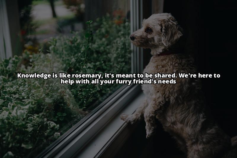 What Every Dog Owner Needs to Know About Giving Rosemary to Dogs Is rosemary safe for dogs? Find out everything you need to know, including safe amounts and potential side effects What Every Dog Owner Needs to Know About Giving Rosemary to Dogs Is rosemary safe for dogs? Find out everything you need to know, including safe amounts and potential side effects
