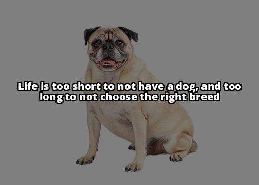 best dog breeds for apartment living best dog breeds for apartment living" and the niche "tips and advice for dog owners
