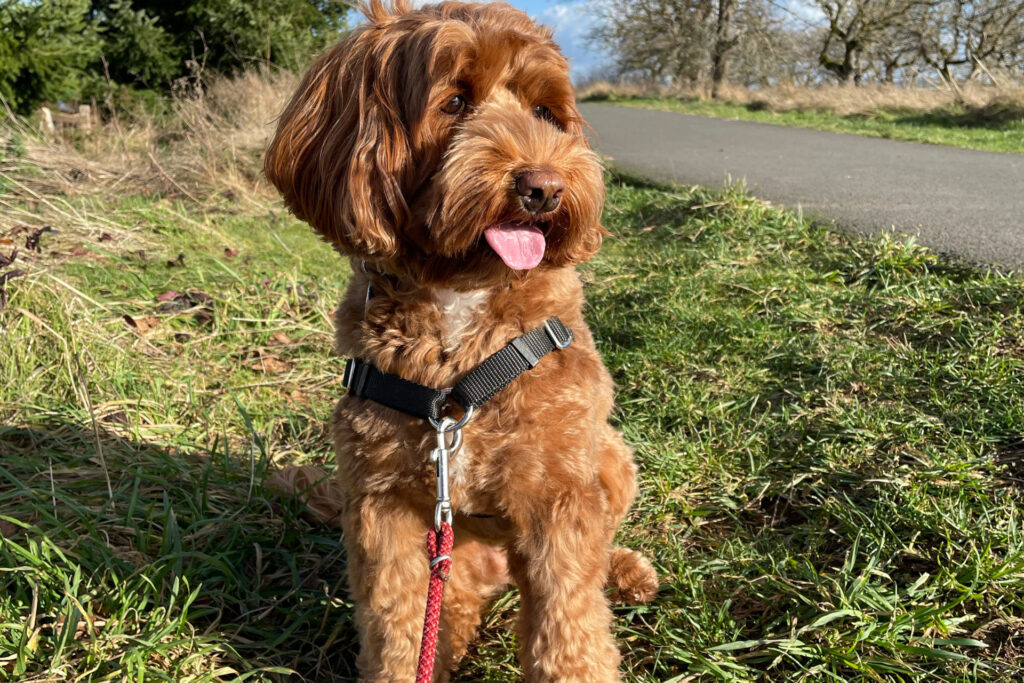 Red Labradoodle  Red Labradoodle