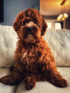 Red Labradoodle  Red Labradoodle