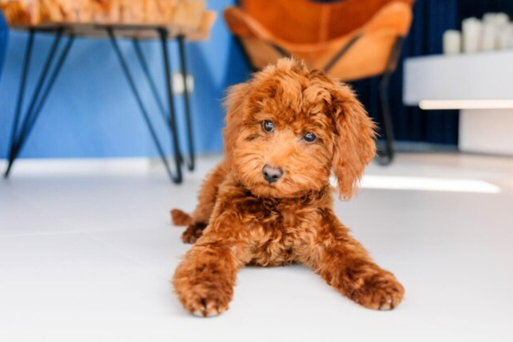 Red Labradoodle  Red Labradoodle