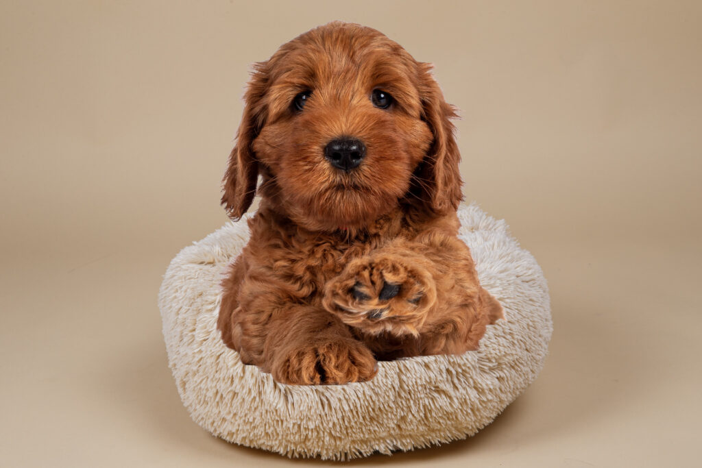 Red Labradoodle  Red Labradoodle