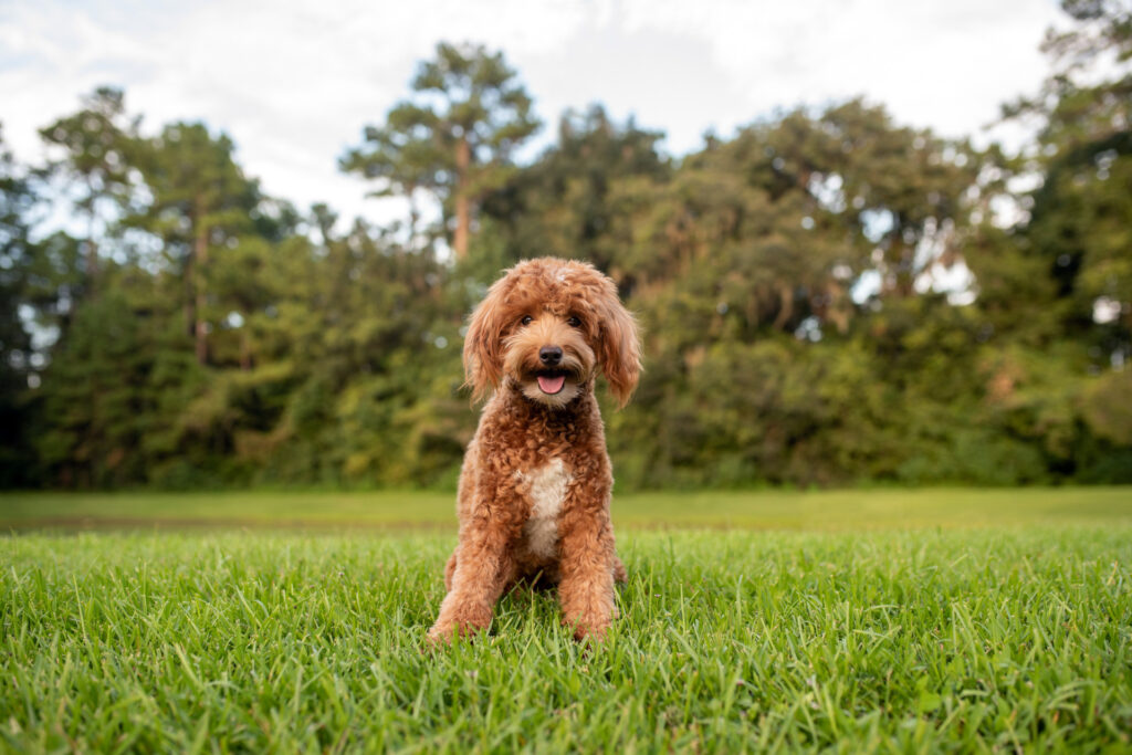 Red Labradoodle  Red Labradoodle