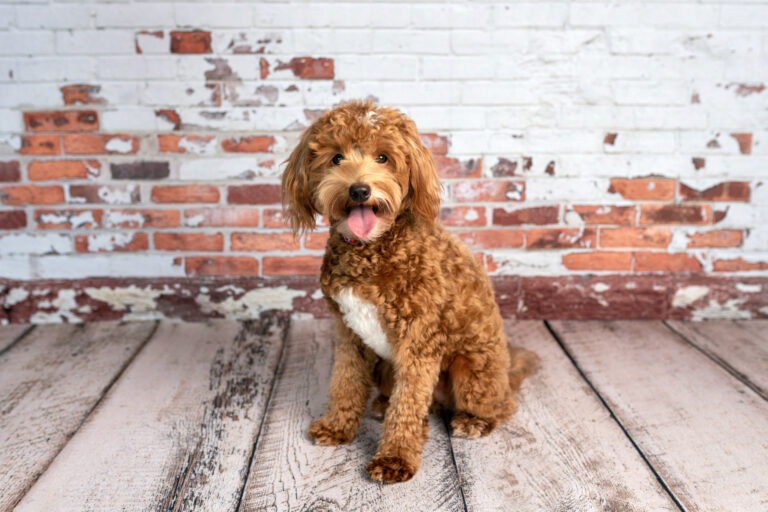 Mini Aussie Labradoodle Mix  Mini Aussie Labradoodle Mix