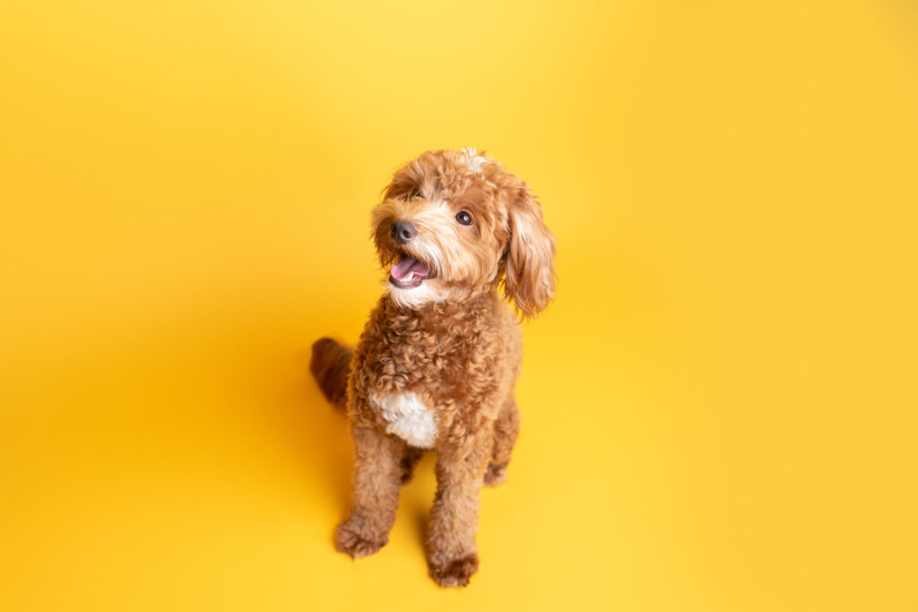 Red Labradoodle  Red Labradoodle