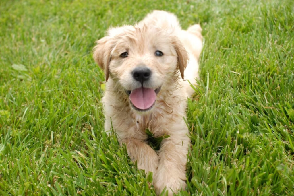 Apricot Parti Labradoodle  Apricot Parti Labradoodle