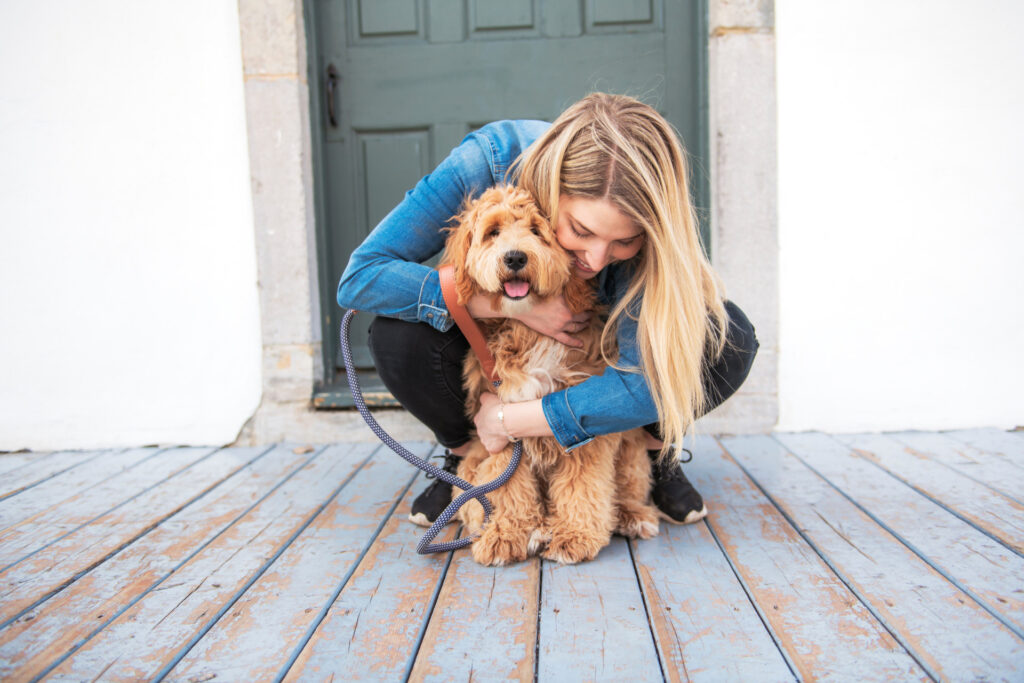 Red Labradoodle  Red Labradoodle