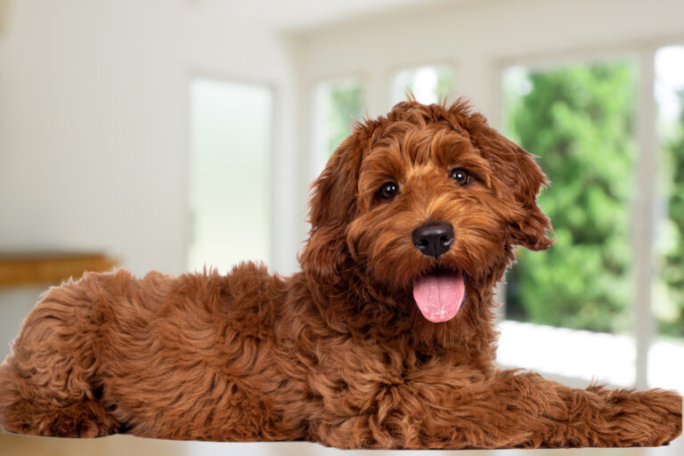 Red Labradoodle  Red Labradoodle