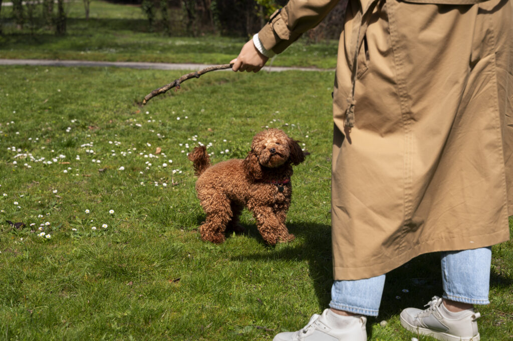 Red Labradoodle  Red Labradoodle