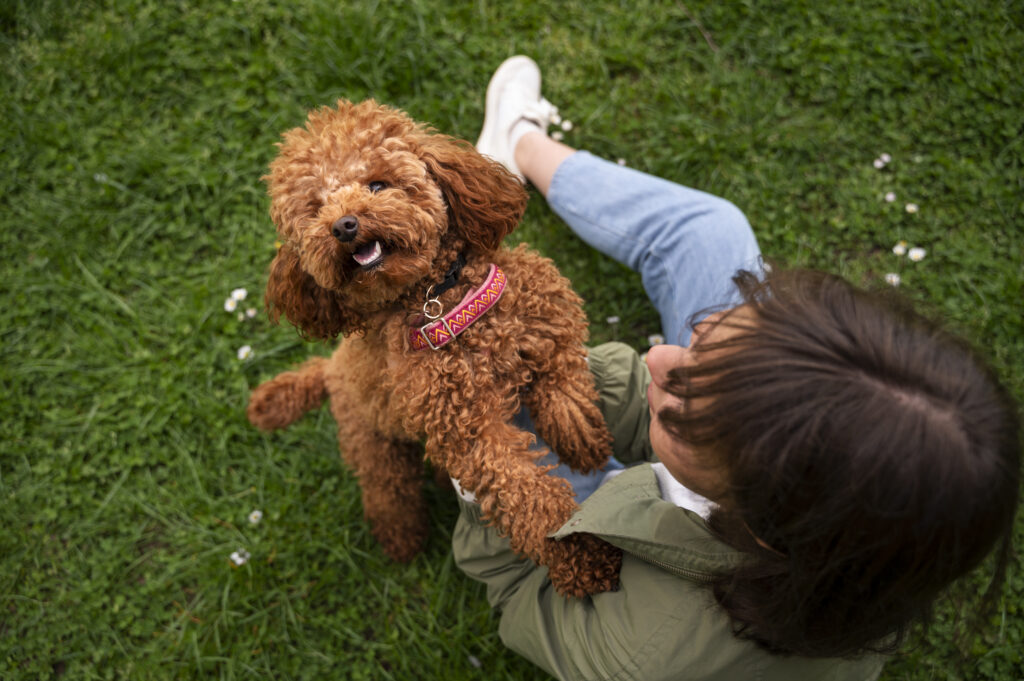 Chocolate Labradoodle  Chocolate Labradoodle