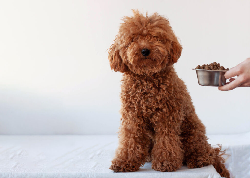 Red Labradoodle  Red Labradoodle