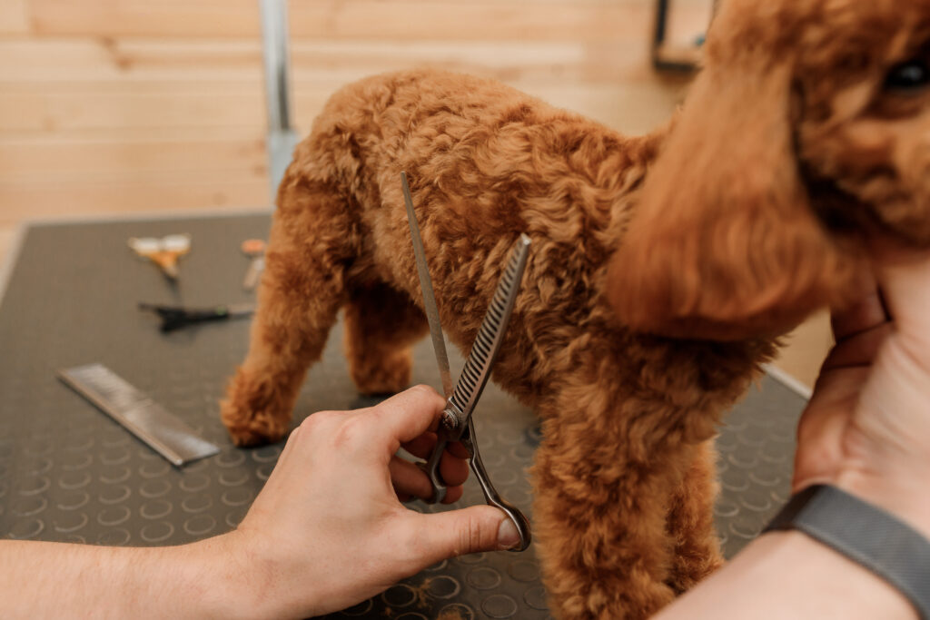 Red Labradoodle  Red Labradoodle