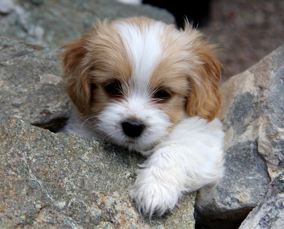 Cavachon