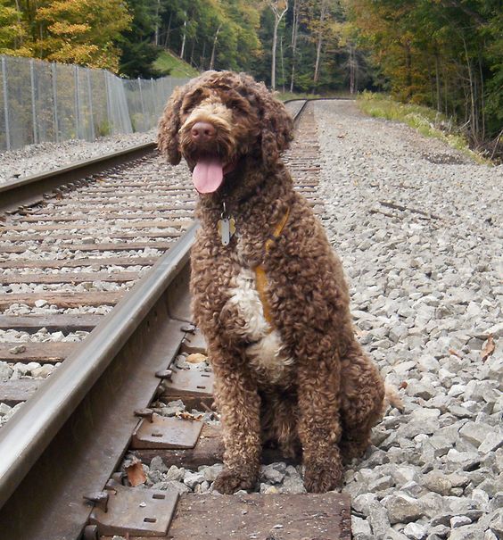 Springerdoodle Dog Breed Information
