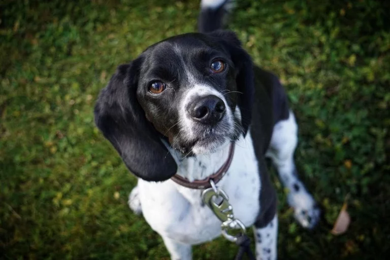 Bocker Dog