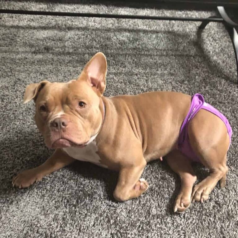 American French Bull Terrier